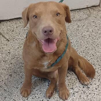 Golden Boy -  Spaniel and Labrador Retriever Dog for Adoption in Hattiesburg, Mississippi - Golden Boy | PetCurious