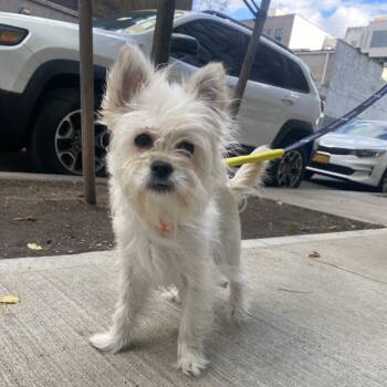 Rescue West Highland White Terrier Westie Dogs for Adoption in New York, New York - Frannie | PetCurious