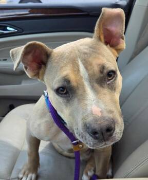 Mixed Breed Dogs Available for Adoption in Lake City, Arkansas - Ralph | PetCurious