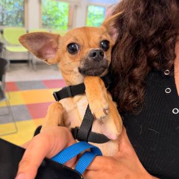 Bambi -  Mixed Breed Dog for Adoption in Philadelphia, Pennsylvania - Bambi | PetCurious