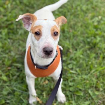 Rescue Jack Russell Terrier Dogs for Adoption in Homewood, Illinois - Hunter | PetCurious