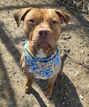 Pit Bull Terrier and Mixed Breed Dogs Available for Adoption - Kellen | PetCurious