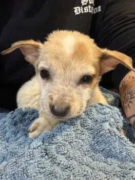 Mixed Breed Dogs Available for Adoption in Wyoming, Michigan - Micro | PetCurious