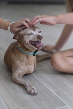 Rescue Miniature Pinscher and Mixed Breed Dogs for Adoption in Fort Worth, Texas - Bentley | PetCurious