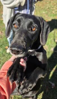 Molly - At the Shelter -  Labrador Retriever Dog for Adoption in Rustburg, Virginia - Molly - At The Shelter | PetCurious