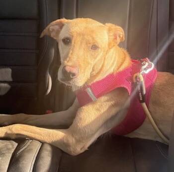Mixed Breed Dogs Available for Adoption in Largo, Florida - Suki | PetCurious