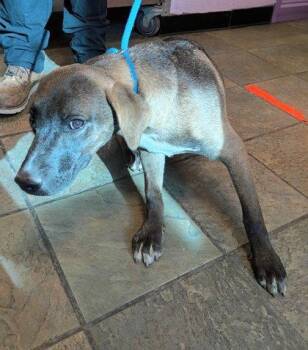 61593471 -  Mixed Breed Dog for Adoption in El Paso, Texas - 61593471 | PetCurious