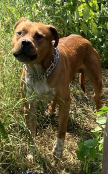 Pit Bull Terrier Dogs Available for Adoption in Dallas, Texas - GOLIATH | PetCurious