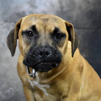 Mixed Breed Dogs Available for Adoption - Brownie | PetCurious