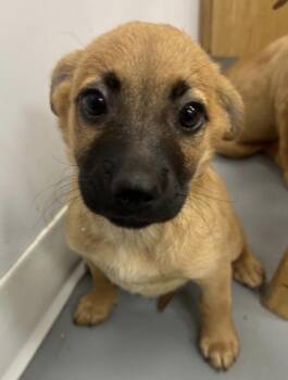 Fez -  Chihuahua and Terrier Dog for Adoption in East Brunswick, New Jersey - Fez | PetCurious