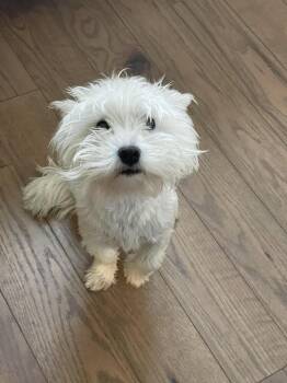 Myla -  West Highland White Terrier Westie Dog for Adoption in Chattanooga, Tennessee - Myla | PetCurious