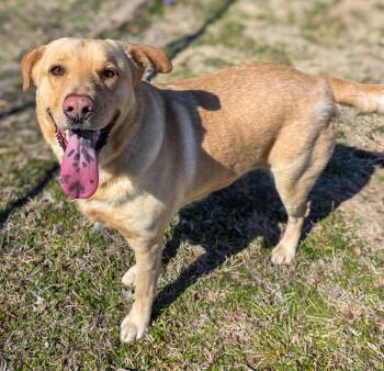 Yellow Labrador Retriever Dogs Available for Adoption - Ashton  | PetCurious