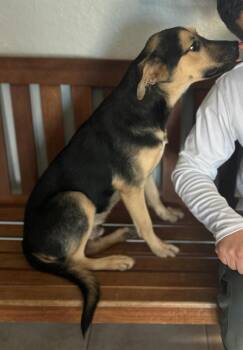 Rescue Shepherd and Labrador Retriever Dogs for Adoption in Houston, Texas - Jr | PetCurious