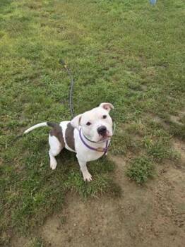Coco -  Mixed Breed Dog for Adoption in Fallston, Maryland - Coco | PetCurious