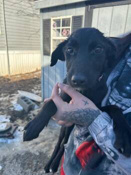 Dachshund Dogs Available for Adoption in Pine Grove, Pennsylvania - Rusty | PetCurious