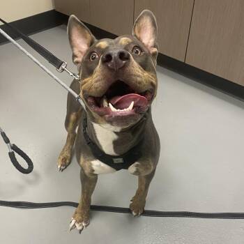 Rescue Pit Bull Terrier Dogs for Adoption in Las Vegas, Nevada - Blue | PetCurious