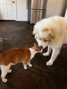 Evie ATX -  Great Pyrenees Dog for Adoption in Quinlan, Texas - Evie ATX | PetCurious