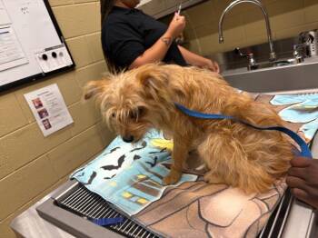 Lolli -  Yorkshire Terrier Dog for Adoption in Douglasville, Georgia - Lolli | PetCurious