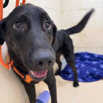 Ivysaur -  Mixed Breed Dog for Adoption in Winston-salem, North Carolina - Ivysaur | PetCurious