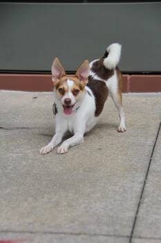 Sprout -  Chihuahua Dog for Adoption in Charlotte, North Carolina - Sprout | PetCurious
