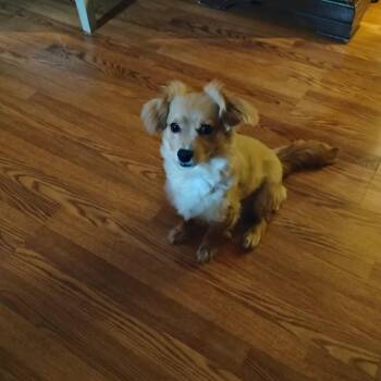 Pomeranian and Chihuahua Dogs Available for Adoption in Lynchburg, Virginia - Bruno | PetCurious