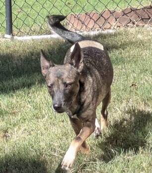 Rescue Rat Terrier and Chihuahua Dogs for Adoption in Crystal Lake, Illinois - Cheetah | PetCurious