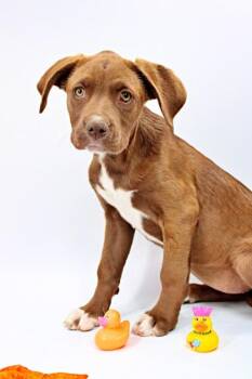 Standard Poodle and Boxer Dogs Available for Adoption in Morton Grove, Illinois - Ketchup | PetCurious