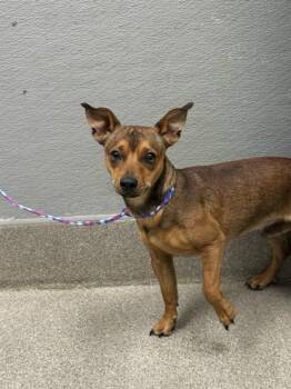 GROOMEN -  Chihuahua and Mixed Breed Dog for Adoption in Las Vegas, Nevada - GROOMEN | PetCurious