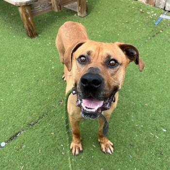 Rescue Mastiff Dogs for Adoption in St. Louis, Missouri - Sirus Osage | PetCurious