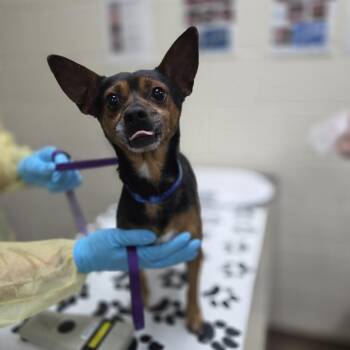 Chihuahua and Miniature Pinscher Dogs Available for Adoption in Incline Village, Nevada - Corn | PetCurious