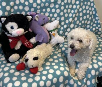 Poodle Dogs Available for Adoption - Arnie | PetCurious