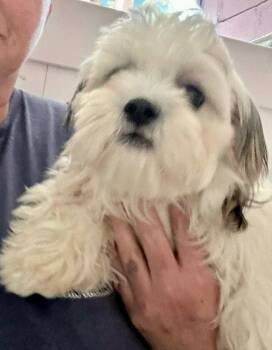 Maltese and Shih Tzu Dogs Available for Adoption - Teddy  The Maltese | PetCurious
