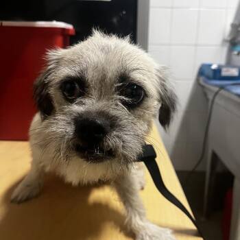 Squiggle - Chino Hills Location -  Terrier and Mixed Breed Dog for Adoption in Chino Hills, California - Squiggle - Chino Hills Location | PetCurious