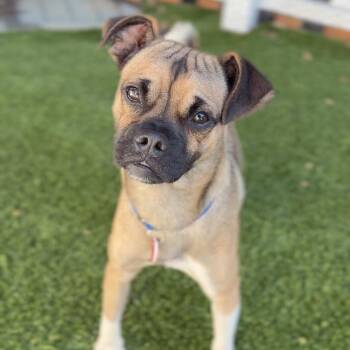 Curly A5804989 -  Pug Dog for Adoption in Los Angeles, California - Curly A5804989 | PetCurious
