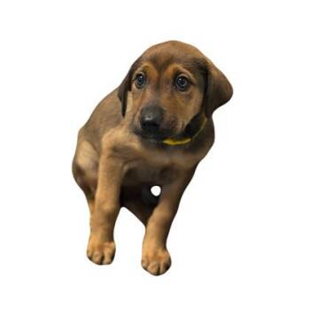 Hound Dogs Available for Adoption - Peggy | PetCurious