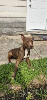 Pit Bull Terrier and Mixed Breed Dogs Available for Adoption in Pasadena, Texas - A184632 | PetCurious