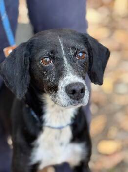 Rescue Beagle Dogs for Adoption in Meherrin, Virginia - Barefoot | PetCurious