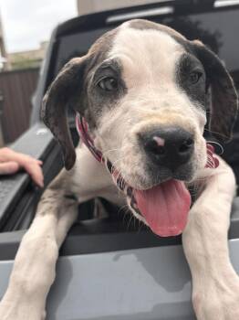 Great Dane Dogs Available for Adoption in Mesa, Arizona - Elote | PetCurious