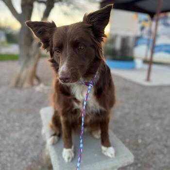 Border Collie Dogs Available for Adoption - Lucy | PetCurious