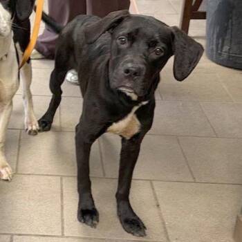 Bram -  Mixed Breed Dog for Adoption in Huntington, West Virginia - Bram | PetCurious