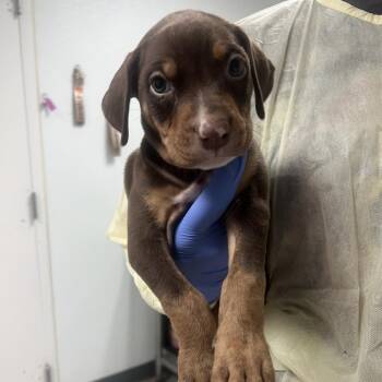 Heritage Oak -  Doberman Pinscher and Mixed Breed Dog for Adoption in Salt Lake City, Utah - Heritage Oak | PetCurious