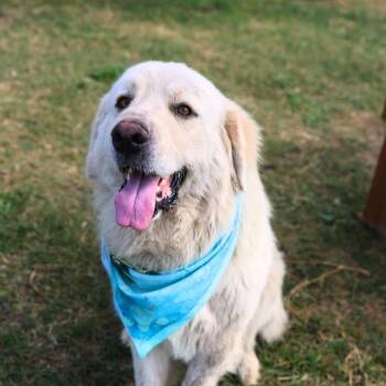 BUEFORD -  Great Pyrenees Dog for Adoption in San Antonio, Texas - BUEFORD | PetCurious