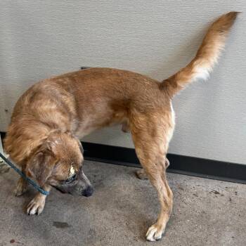 Houdini -  Mixed Breed Dog for Adoption in Las Cruces, New Mexico - Houdini | PetCurious
