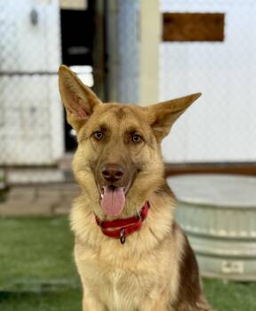 Rolo -  German Shepherd Dog Dog for Adoption in San Diego, California - Rolo | PetCurious