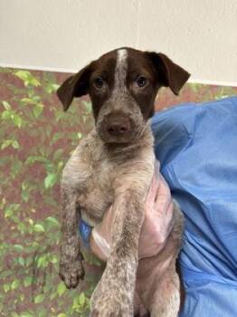 Scribble -  Labrador Retriever and Mixed Breed Dog for Adoption in San Antonio, Texas - Scribble | PetCurious