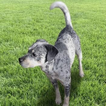 Logan -  Australian Cattle Dog Blue Heeler and Mixed Breed Dog for Adoption in Las Vegas, Nevada - Logan | PetCurious