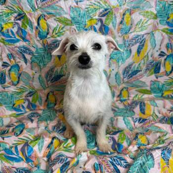 Terrier and Mixed Breed Dogs Available for Adoption in Fresno, California - Brittany | PetCurious