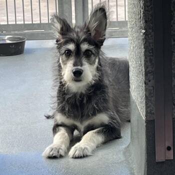 Husky and Maltese Dogs Available for Adoption in Hawthorne, California - Rocky | PetCurious