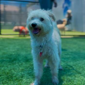 Canelo A2277400 -  Welsh Terrier Dog for Adoption in Middletown, New York - Canelo A2277400 | PetCurious