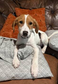 Laney -  Hound Dog for Adoption in Greenville, South Carolina - Laney | PetCurious